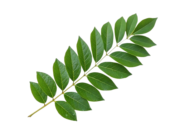 Curry Leaves